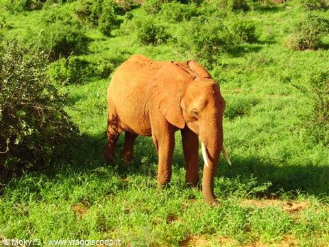 Red-dusted elephant grazing among green bushes in the savanna