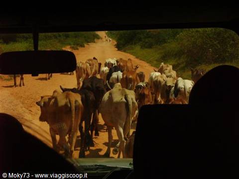 Cattle on the red dirt road seen through the jeep windshield