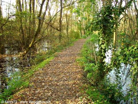 Leaf-covered path crossing a flooded woodland between swampy waters