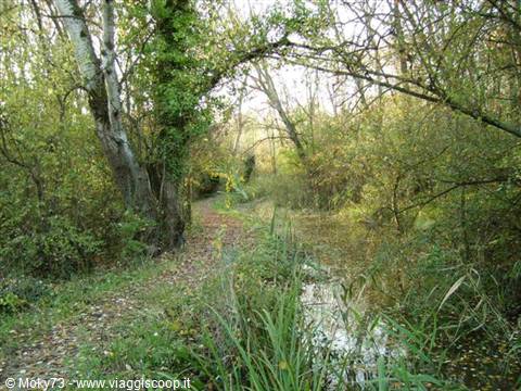 Path between trees and reeds beside a narrow water channel in woodland
