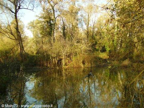 Autumn trees reflected in a still pond among bare branches