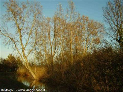Autumn trees reflected in a canal, golden reeds in morning light