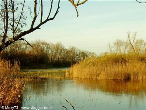 Bare branch over golden marshes and calm water among autumn reeds
