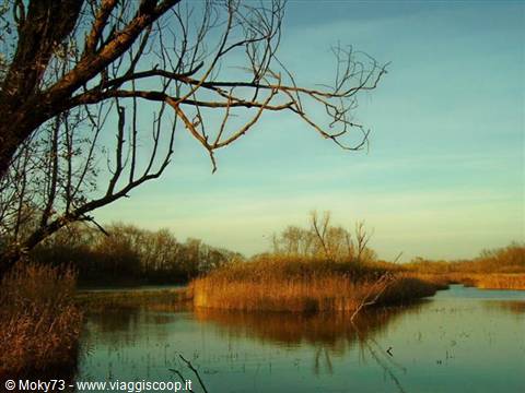 Bare branch over still marsh water, golden reeds and clear blue sky