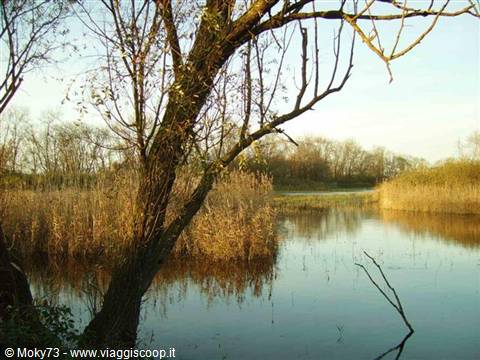 Leaning tree over a calm pond with golden reeds