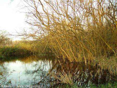 Golden intertwined branches reflected on still water in warm light