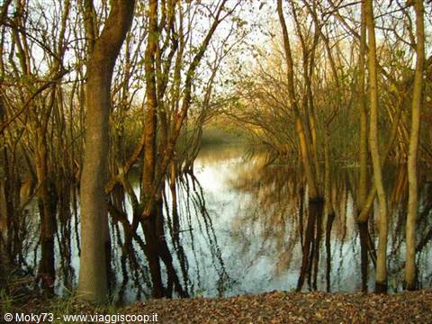 Trees reflected in swamp water, golden light among bare branches
