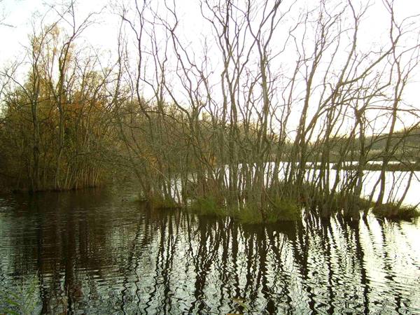 Bare trees standing in lake water, reflected among thin branches