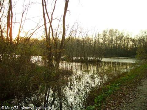 Bare trees reflected in pond water, grassy path along the edge