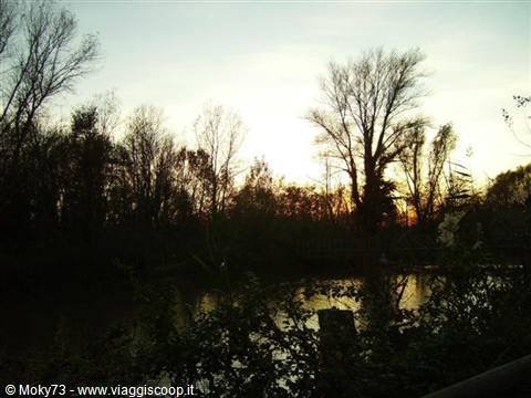 Bare trees reflected in a river under golden early morning light