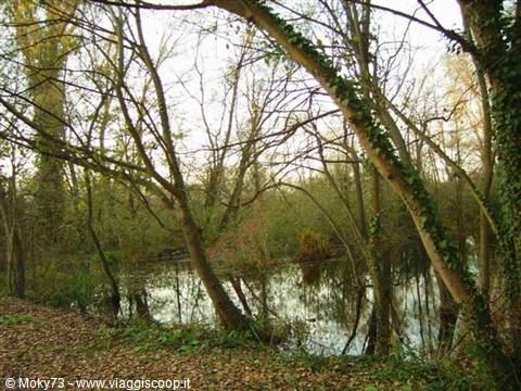 Ivy-covered trees leaning over a reflective pond among autumn leaves