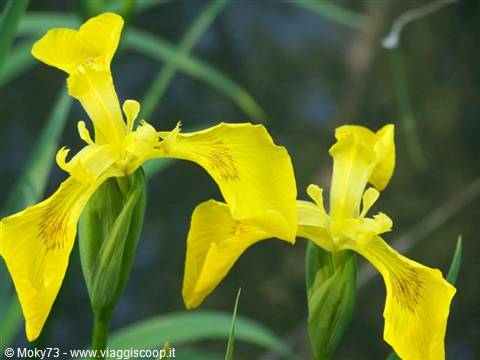 Yellow water irises blooming among green leaves and water