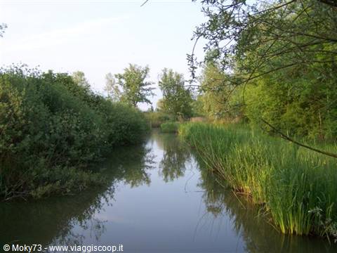Freshwater canal with reeds and willows, reflections in morning light