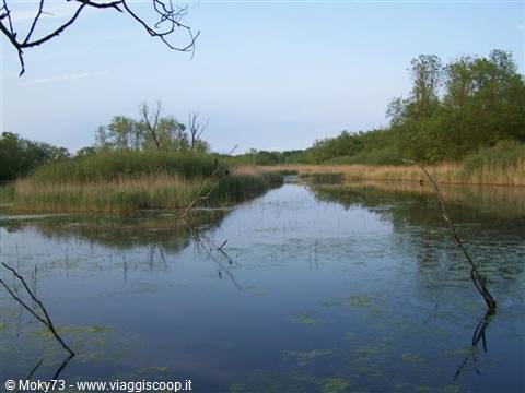 Bare branches above still water with algae, reeds and green trees