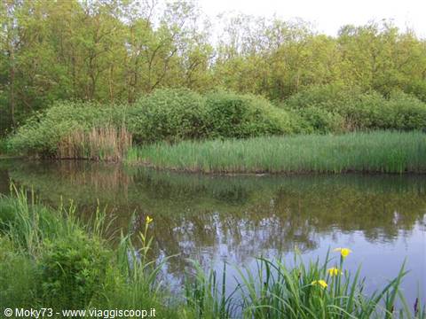 Pond with reeds and yellow irises among spring trees