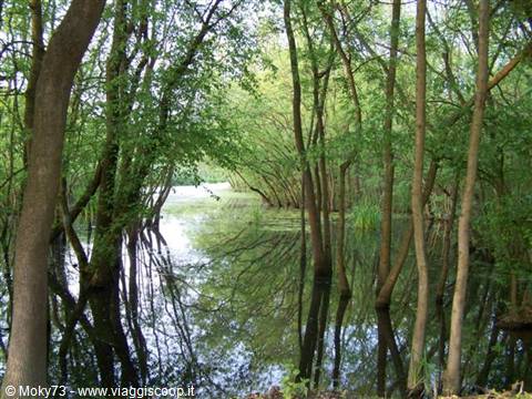 Green trees reflected in the still water of a swampy woodland