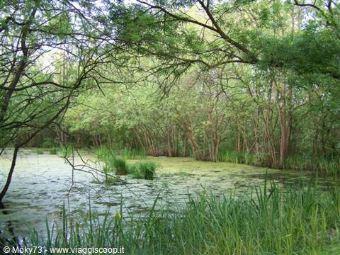 Algae-covered pond surrounded by willows and reeds in a nature reserve