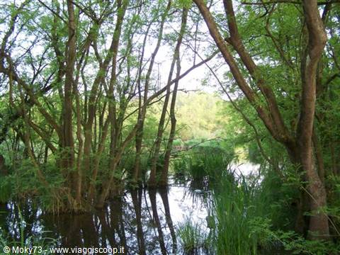 Green trees reflected in swamp water among tall reeds