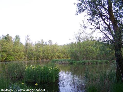 Pond with flowering rushes and green trees, soft daylight