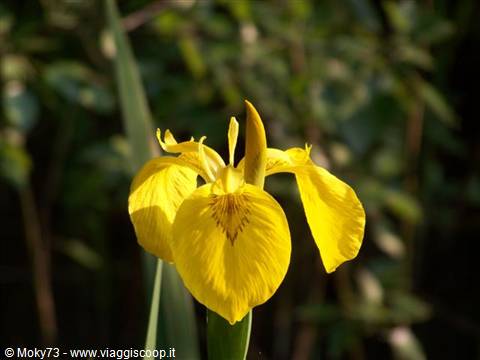 Yellow iris flower in full bloom, sunlight among green leaves