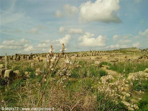 Wildflowers among the Roman ruins of Volubilis, columns and stones under clouds