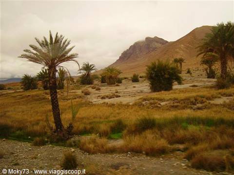 Palm trees and dry shrubs, brown mountains under grey cloudy sky