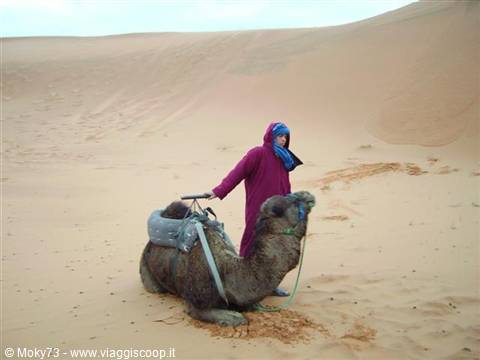 Tourist standing beside a seated camel on the sand dunes