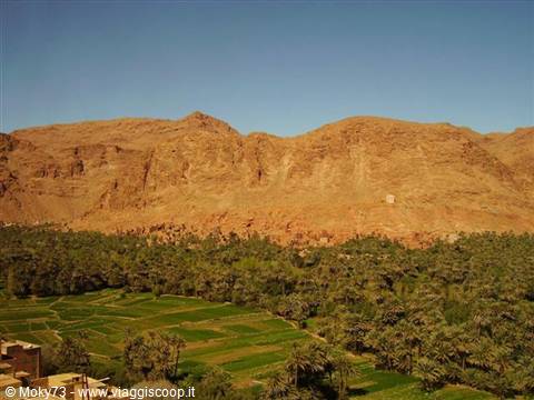 Palm grove and green fields beneath ochre cliffs, Todra
