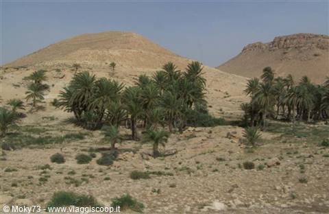 Palm trees among rocky desert hills under blue sky