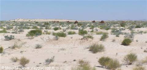 Dromedaries grazing