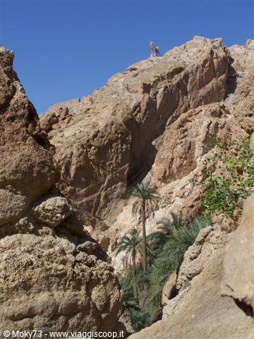 Person atop ochre rocks, green palm trees in canyon, blue sky