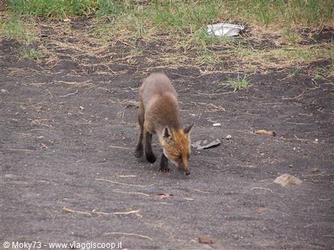 Fox sniffing sandy ground next to a grassy patch