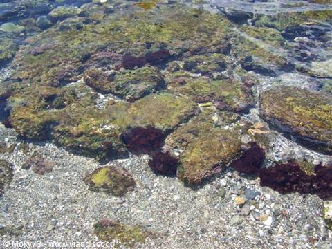 Seabed (Giardini Naxos)