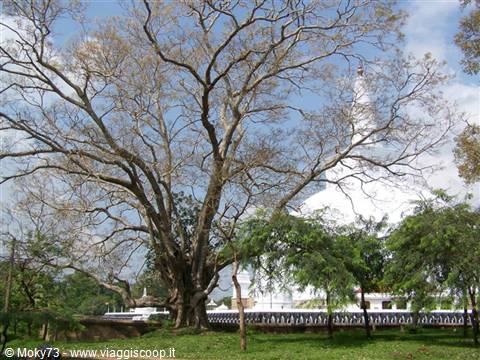 Large tree in front of a white stupa, midday light in Anuradhapura