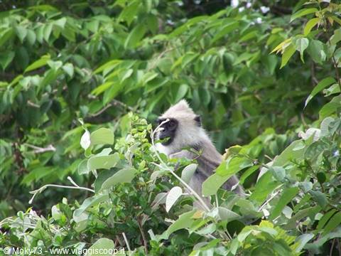 Grey langur monkey among green foliage feeding on leaves