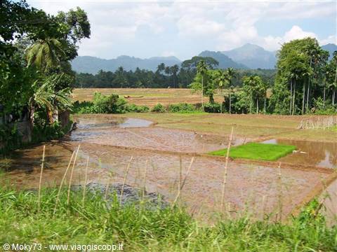 Flooded rice paddies and palms below Sri Lanka's green mountains