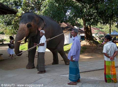 Chained elephant led by mahouts in sarongs, Kandy temple