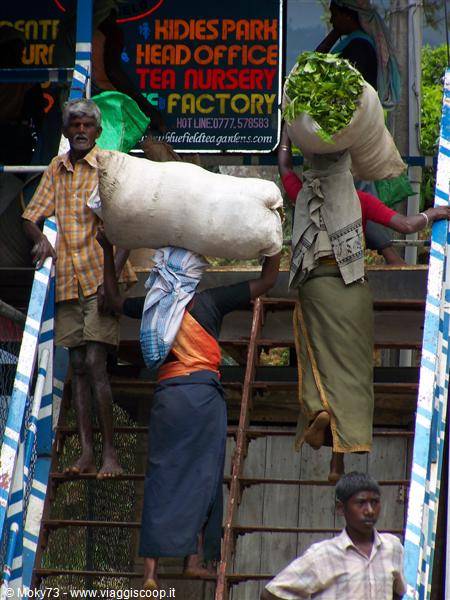 Tea workers climbing stairs carrying sacks of fresh tea leaves