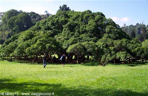 Huge ancient tree with sprawling branches, two visitors walking across the botanical garden lawn
