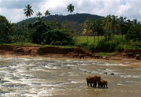 Elephants bathing by the river at Pinnawela, palms and green hill