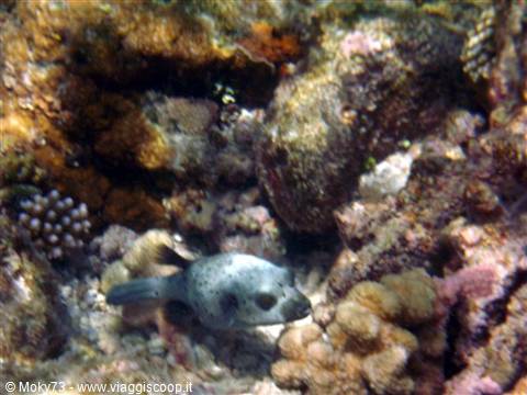 Spotted pufferfish swimming among coral and rocks underwater