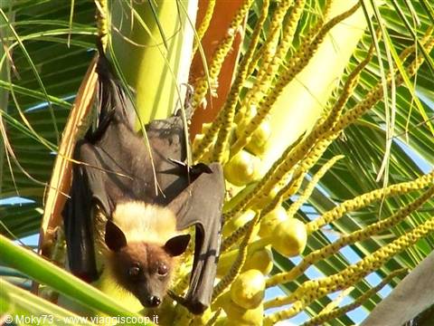 Fruit bat hanging on a palm tree among leaves and fruits
