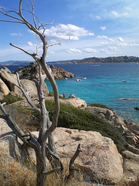 Dead tree trunk on pink granite above turquoise water with boats, Caprera