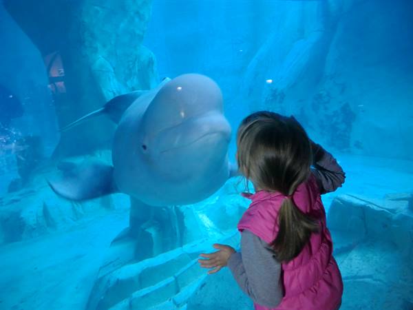 Little girl in pink vest touches the glass in front of a beluga