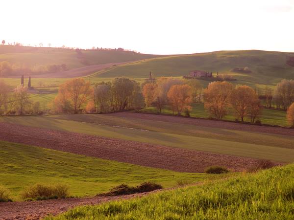 Plowed fields and golden trees on rolling hills, farmhouse in distance