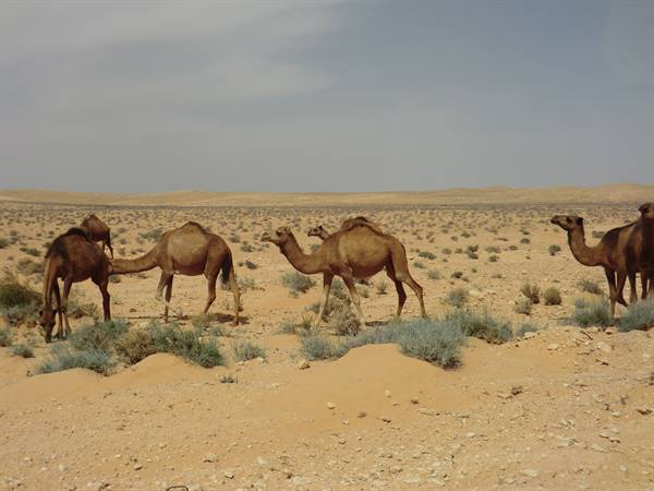 Brown camels grazing among desert shrubs and sand under hazy sky