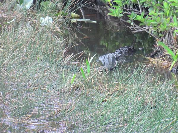 alligators