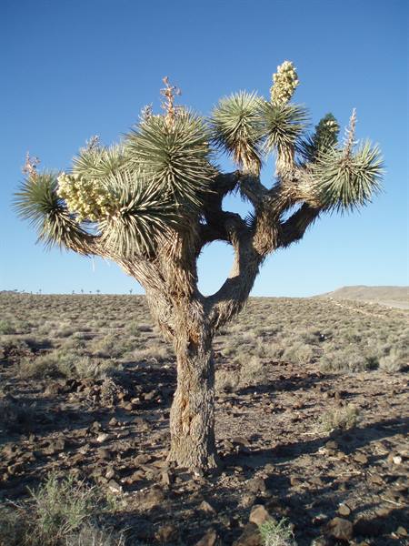 death valley