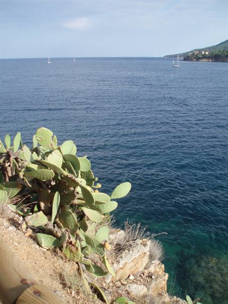 Prickly pears on rocky cliff, sailboats on blue sea along the Tuscan coast