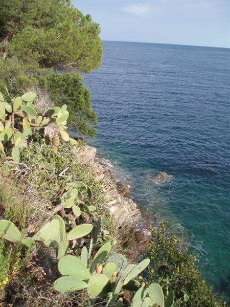 Prickly pears on rocky cliff above turquoise water, pines and open sea